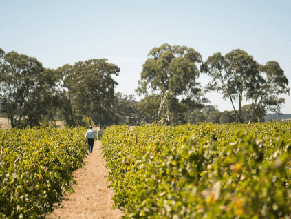 Vingård Grant Burge