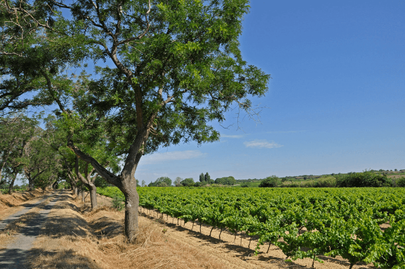 Blick in die Rebgärten der Domaine Montrose