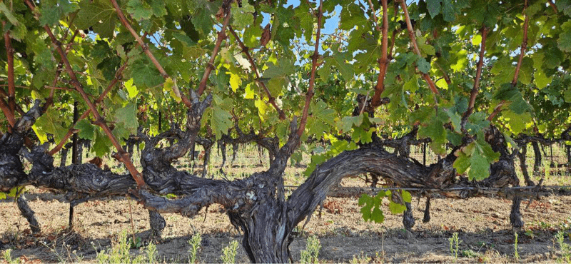 Les Quelles de la coste