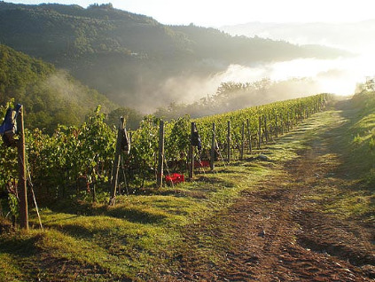 På 300 meters høyde modnes og trives druesortene til vingården Renzo Masi.