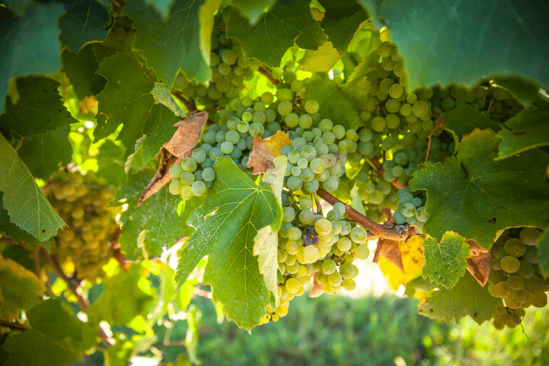 Domaine Saint Lannes Drue