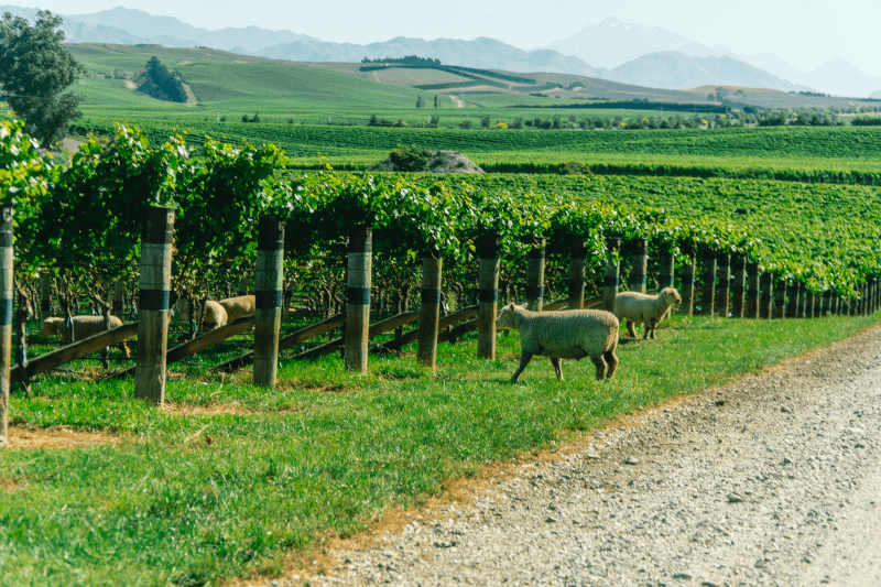 Schafe im Weinberg in Neuseeland Schafe-im-Weinberg-in-Neuseeland