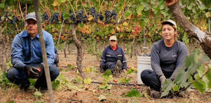 Ansatte-Caliterra vingård