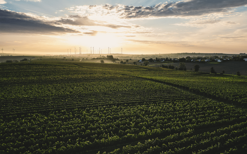 Vinmarker ved Weingut Winter Vinmarker ved Weingut Winter