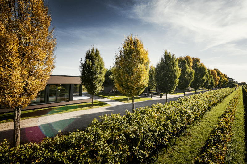 Markus-Schneider-Weingut6DOHkn0n33VEN