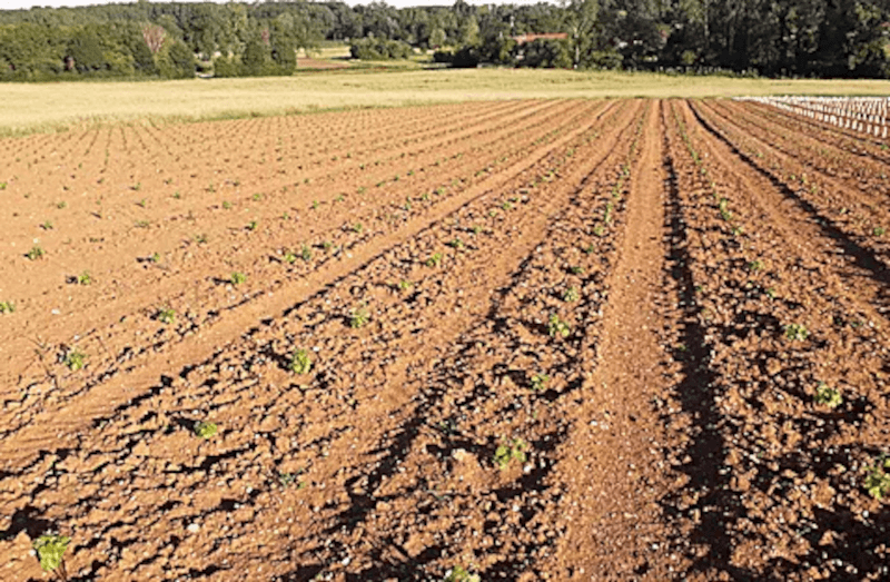 Domaine Cordaillat Jordsmonnssammensetning Domaine Cordaillat Jordsmonnssammensetning