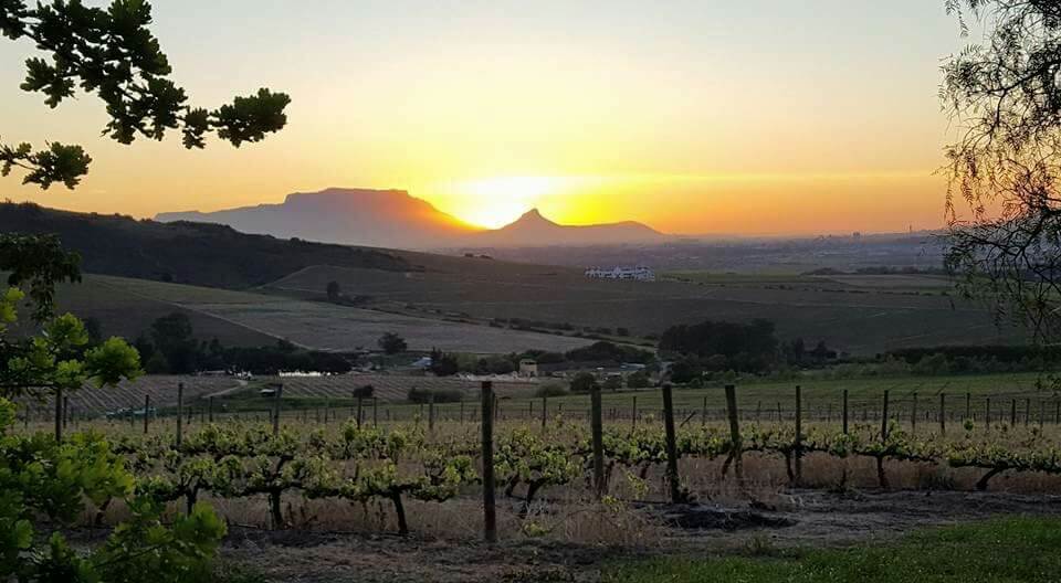 Solnedgang over vingårdene på Kaapzicht Solnedgang over vingårdene på Kaapzicht