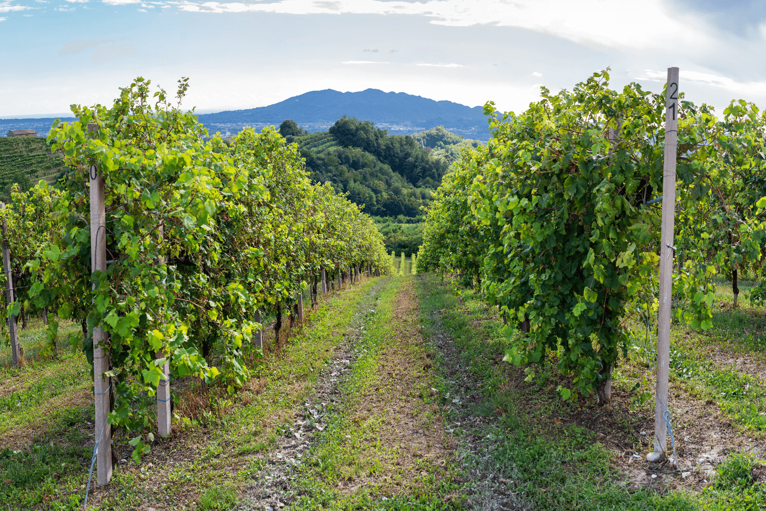 Bosco-Malera vingård