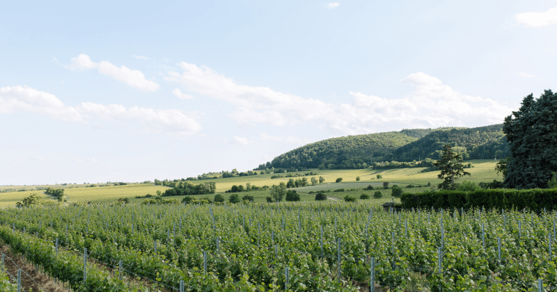 Weingut Dr Burklin Wolf Terroir