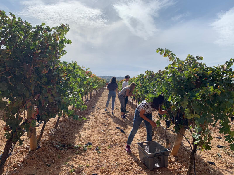 weingut-bodegas_portia-weinberg-2