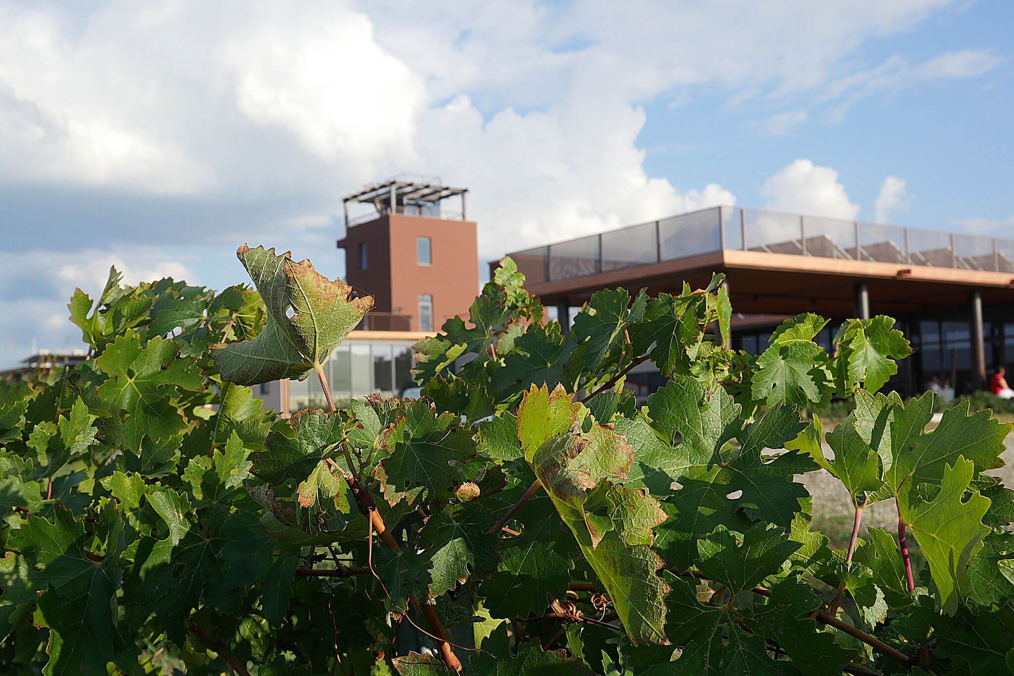 Cantina-Casa-Di-Terra