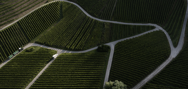 Schloss Ortenberg vinmark