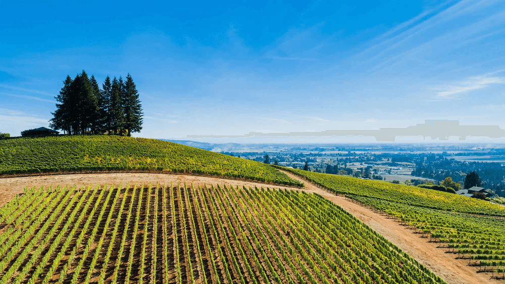 Twomey Dundee Willamette Valley