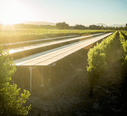 Blick über die Weingärten von Silver Oak