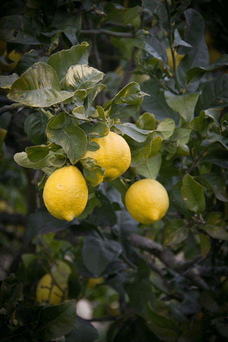 Bresca Dorada-sitroner