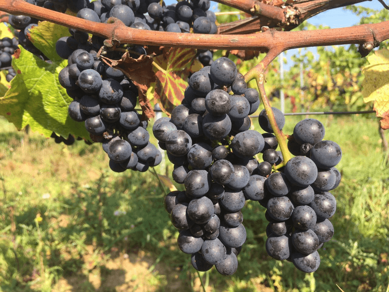 Vingård Carl Ehrhard Druer