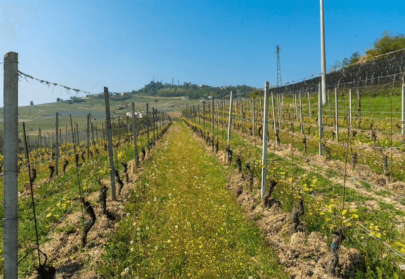 Ökologisch bewirtschaftete Weinberge sind oft begrünt