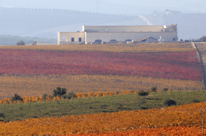 Tormaresca vingårder om høsten