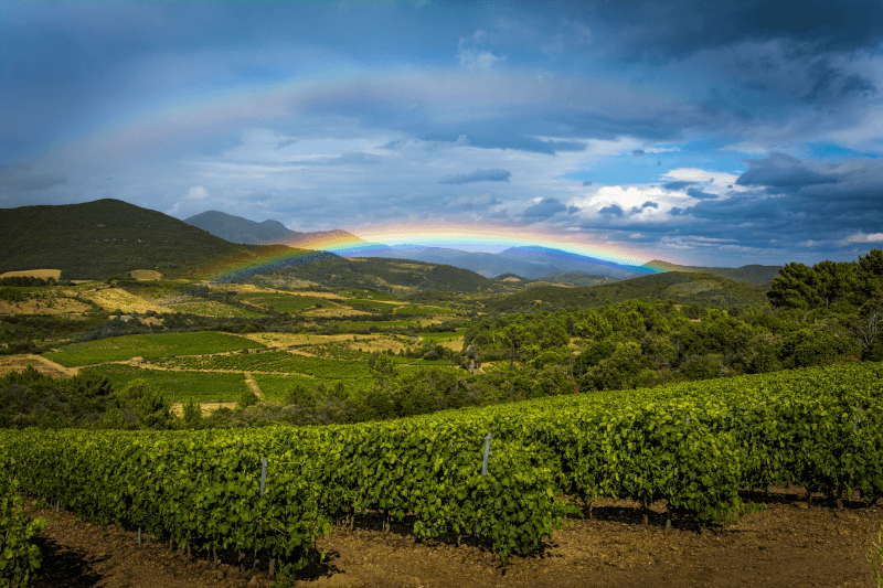Regnbue over vinmarkene i Languedoc