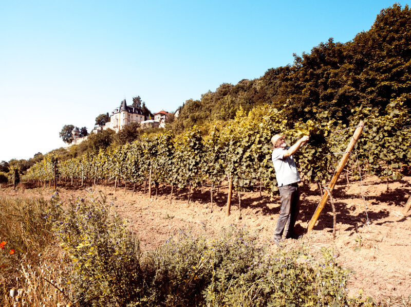Weinbiet Haardter Schlossberg