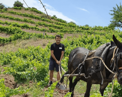 Arbeid i vinmarken hos Bodegas Acustic Celler