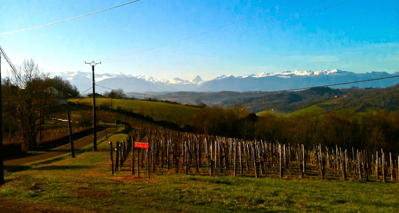 Lionel Osmin Weinberge Lionel Osmin Weinberge