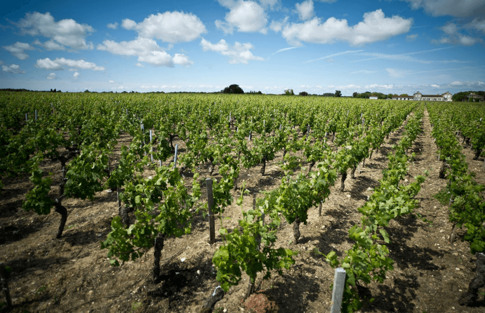 Vinrankene i vingården