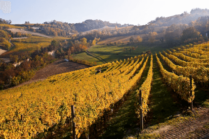 Bocchino vingård Bocchino vingård