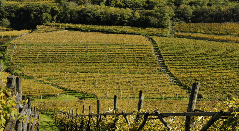 Villa de Varda Vingård Villa de Varda Vingård