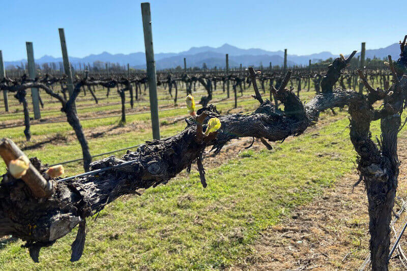 Chardonnay-vinstokker Dillon vingård Mount Riley