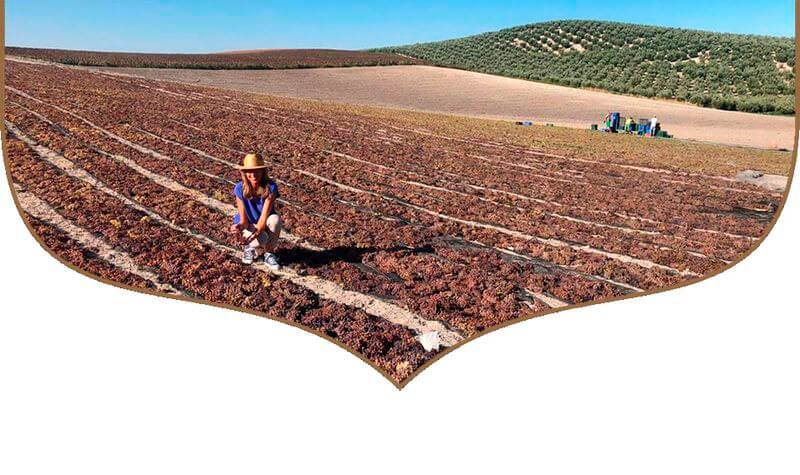 Vinhøsting Bodegas Robles Vinhøsting Bodegas Robles