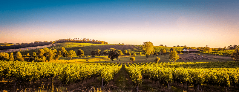 In den Weinbergen des Bordeaux