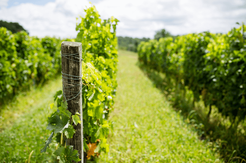 Rebstöcke von Château Carignan Rebstöcke von Château Carignan