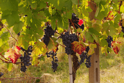 I vingården til Elio Filippino