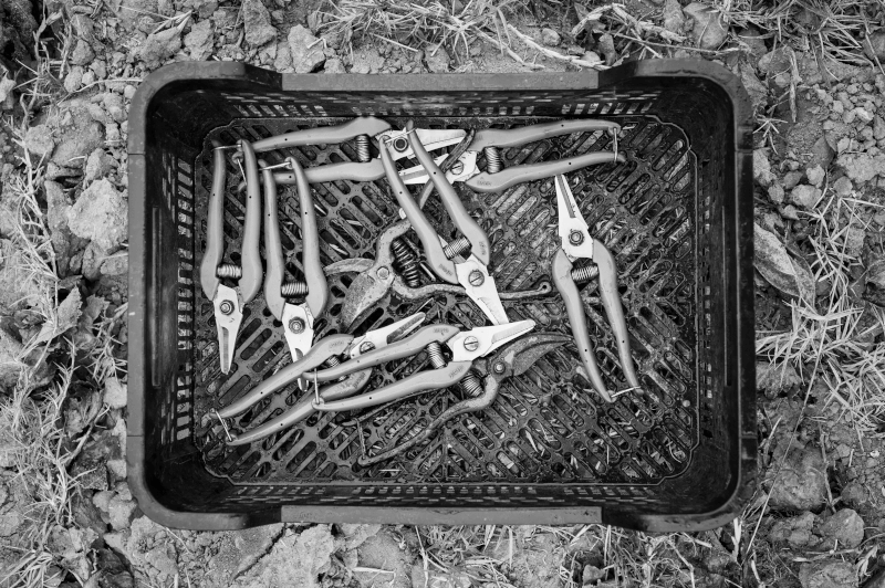 Calmel Joseph før innhøstingen