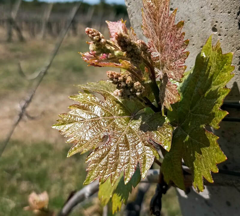 Austrieb der Reben Bodegas Irurtia