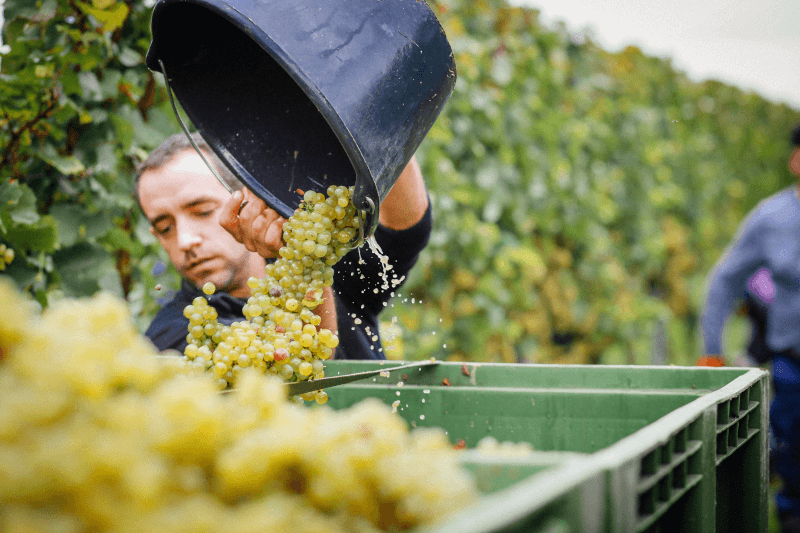 Frank-Spiegel under innhøstingen