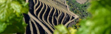 Terrassene slynger seg rundt vinmarken til Quinta do Portal Terrassene slynger seg rundt vinmarken til Quinta do Portal