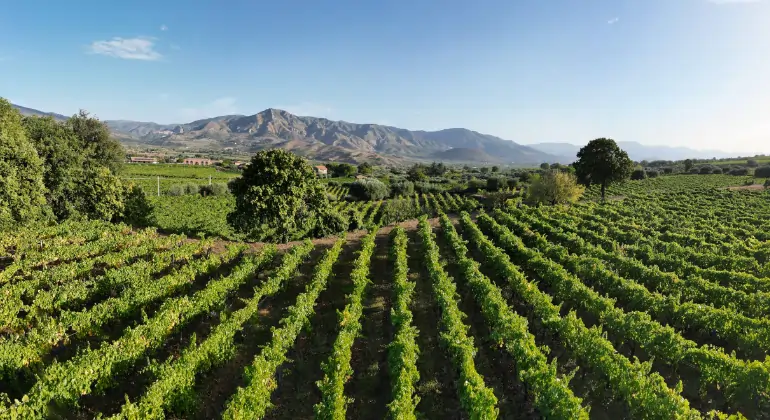 Rosé fra hele verden og i alle fasetter – 6x introduksjonspakke