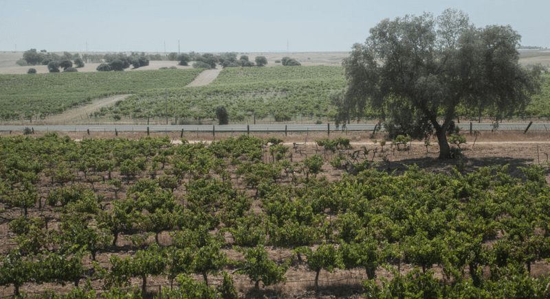 Utsikt over vinmarkene til Villarta