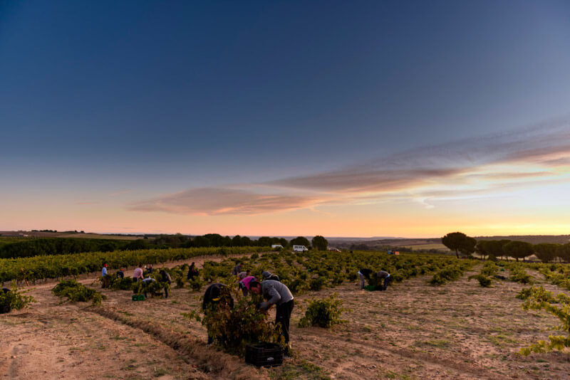 weingut-bodegas_piedra-weinberg-2