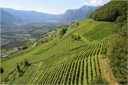 Frauenrigl-vinmarken fra Peter Zemmer Weingut