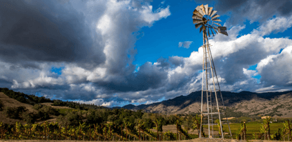 Vingård i Wappo Hill