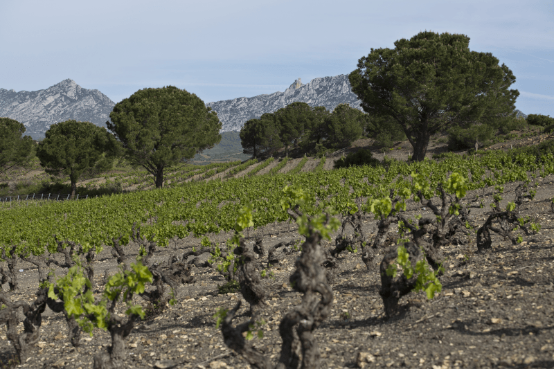 Chateau Saint Roch Vallee del Agly