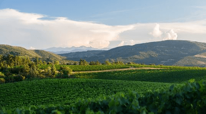 vidstrakte Rothschild-vinmarker