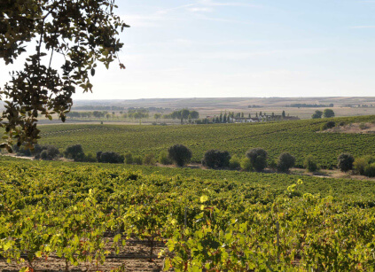 Bodega Dehesa La Granja