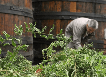 Innhøsting i nærheten av Vedrenne