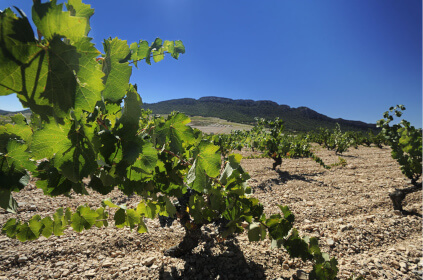 Juan Gil vinranker og jordsmonn