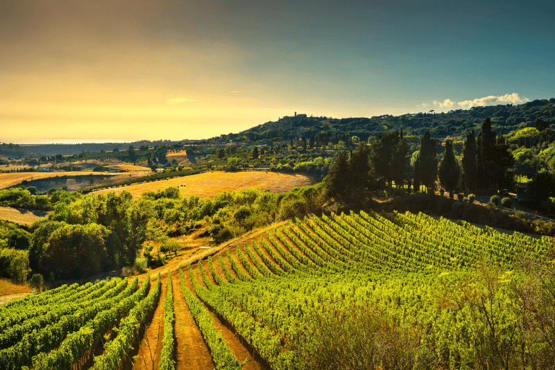 Vindyrking i Maremma