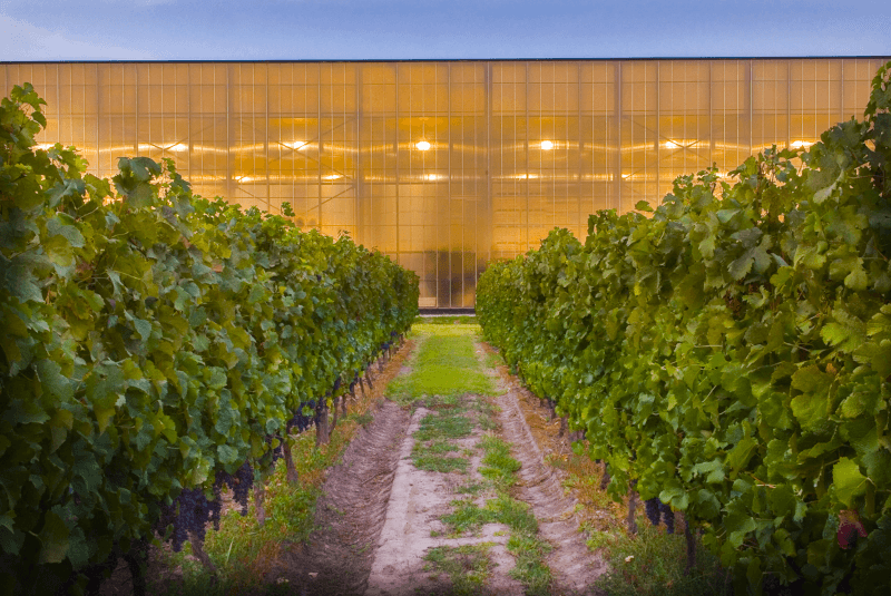 Vina las Ninas Kellerei Vina las Ninas Kellerei